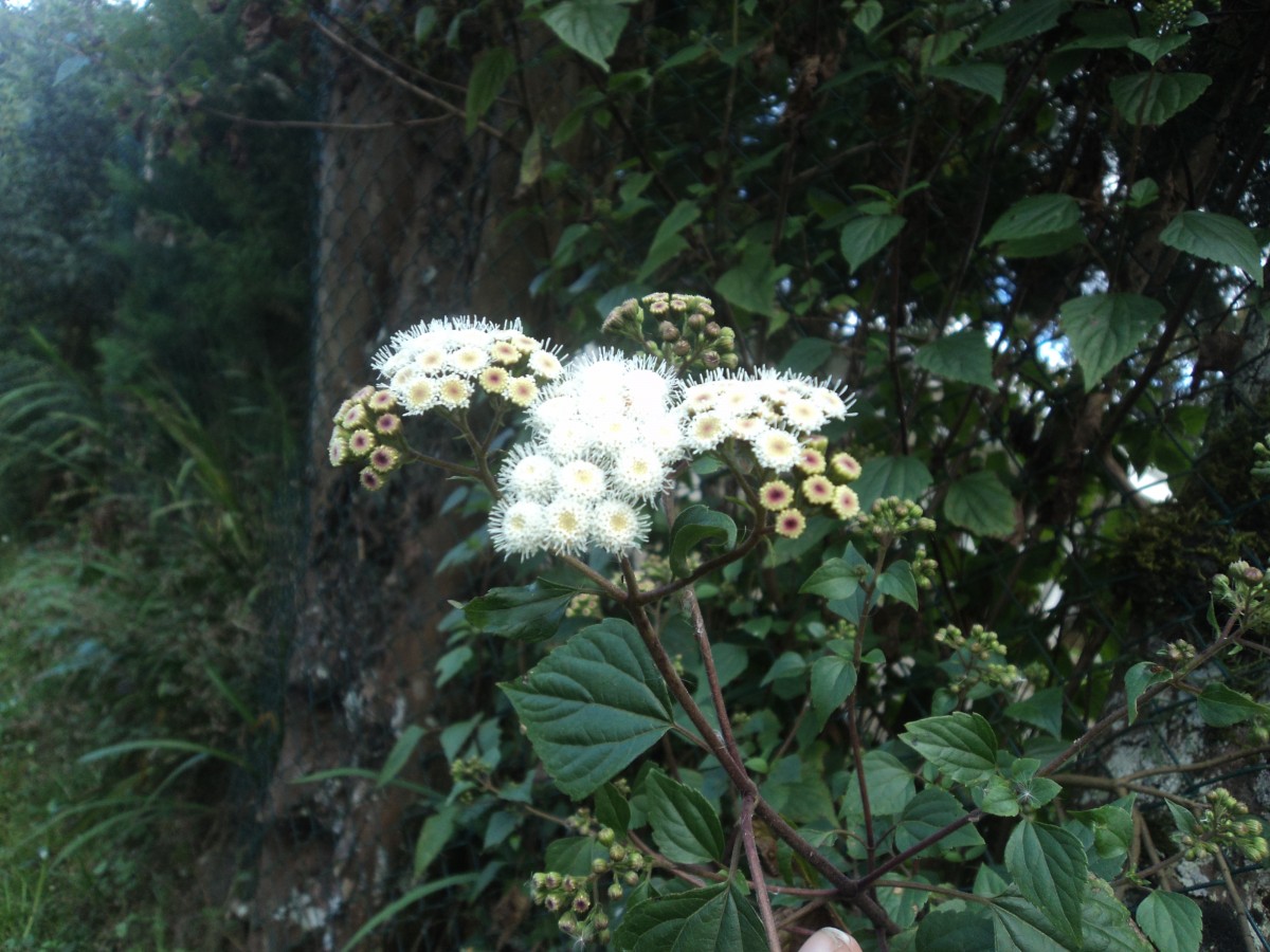 Ageratina adenophora (Spreng.) R.M.King & H.Rob.